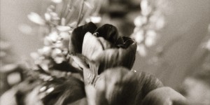 Beitragsbild des Blogbeitrags Lensbaby Blog Circle: Dark Spring Flowers 