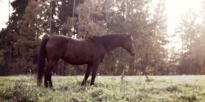 Beitragsbild des Blogbeitrags Wie du dein Senior-Pferd fit halten kannst!