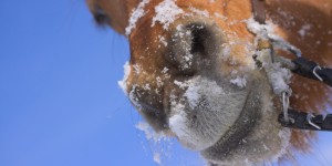 Beitragsbild des Blogbeitrags Winter im Offenstall – 5 Tipps gegen die Kälte 