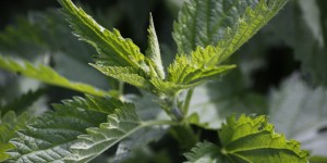 Beitragsbild des Blogbeitrags Die Brennnessel – ein feuriges Geschenk der Natur