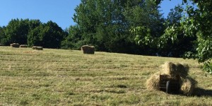 Beitragsbild des Blogbeitrags Warum man Heucobs lieber einweichen sollte … 