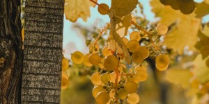 Beitragsbild des Blogbeitrags grapevine