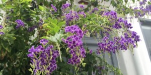 Beitragsbild des Blogbeitrags The flowers of Paros and Mykonos 