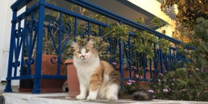 Beitragsbild des Blogbeitrags Impressions from around Naoussa and Paros (Part 2)