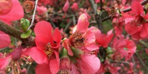 Beitragsbild des Blogbeitrags The flowers of Valladolid, Segovia and Madrid