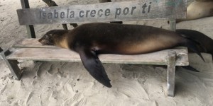 Beitragsbild des Blogbeitrags All the animals of the Galapagos Islands