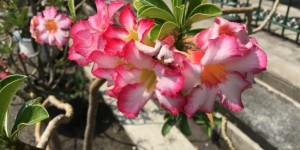 Beitragsbild des Blogbeitrags The flowers of Indonesia (or rather Yogyakarta and Gili Air)