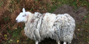 Beitragsbild des Blogbeitrags The Scottish North Coast NC500 and more impressions