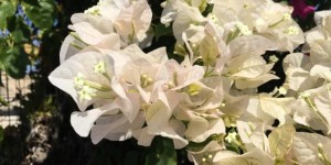 Beitragsbild des Blogbeitrags The flowers of Milos