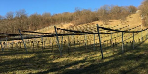 Beitragsbild des Blogbeitrags A winter walk in Vienna – Nussdorf (Nußdorf)