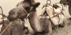 Beitragsbild des Blogbeitrags The Taklamakan desert