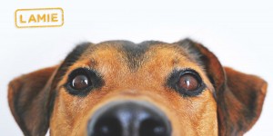 Beitragsbild des Blogbeitrags Haustier: Welche Tierversicherungen brauche ich wirklich?