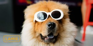 Beitragsbild des Blogbeitrags Vergleich: Lohnt sich eine Brillenversicherung? 