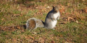 Beitragsbild des Blogbeitrags Eichhörnchen