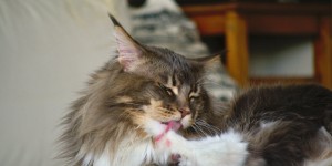 Beitragsbild des Blogbeitrags 10 Maine-Coon Fotos 