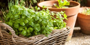 Beitragsbild des Blogbeitrags 6 Pflanzgefäße in denen du mit Kindern gärtnern kannst, auch wenn du keinen Garten hast 