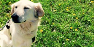 Beitragsbild des Blogbeitrags Was der Mai wohl so bringt