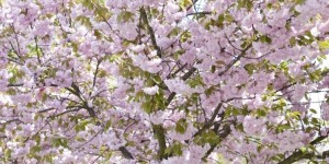 Beitragsbild des Blogbeitrags Under the cherry blossom trees…