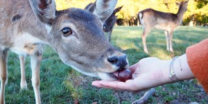 Beitragsbild des Blogbeitrags Mit Monki unterwegs im Lainzer Tiergarten