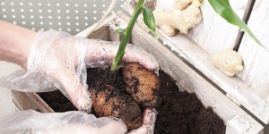 Beitragsbild des Blogbeitrags Mit diesen Tipps kannst du Ingwer selbst anpflanzen