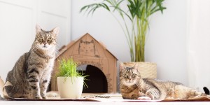 Beitragsbild des Blogbeitrags 2 Comedy-Stars vertonen ein Video meiner Katzen