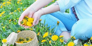 Beitragsbild des Blogbeitrags Gebackene Löwenzahnblüten – Unkraut für Feinschmecker