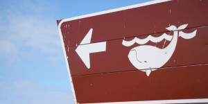 Beitragsbild des Blogbeitrags Auf zum Whale watchin‘ – Alljährliches Wal-Festival in Hermanus