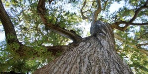 Beitragsbild des Blogbeitrags Botanical Gardens of Cape Town – PICS