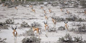 Beitragsbild des Blogbeitrags Vom Etosha National Park über die “windige Ecke” in den Köcherbaumwald