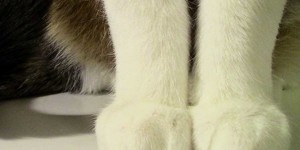 Beitragsbild des Blogbeitrags Warum du noch heute mit dem Beine wachsen starten solltest