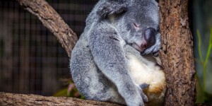 Beitragsbild des Blogbeitrags Fit im Herbst: Das hilft gegen den November-Blues 