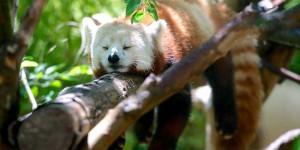 Beitragsbild des Blogbeitrags Powernap Anleitung: In 13 Schritten zu neuer Energie
