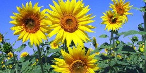Beitragsbild des Blogbeitrags Das musst du wirklich über Vitamin D wissen