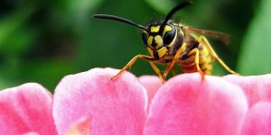 Beitragsbild des Blogbeitrags Wespen vertreiben: Hausmittel, die gegen die Plagegeister helfen 