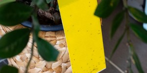 Beitragsbild des Blogbeitrags 7 Wege, um Trauermücken endgültig loszuwerden