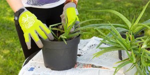 Beitragsbild des Blogbeitrags Wie du Aloe Vera am besten vermehren kannst