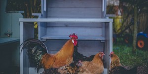 Beitragsbild des Blogbeitrags Die 3 besten fuchssicheren Hühnerställe im Check