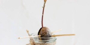Beitragsbild des Blogbeitrags Avocadobäumchen züchten in 6 einfachen Schritten 