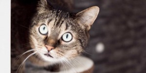 Beitragsbild des Blogbeitrags Kratzbaum für zwei Katzen – Das sind die Top 3!
