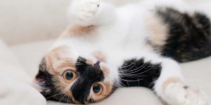 Beitragsbild des Blogbeitrags Die 3 besten Kratzbäume für die Ecke
