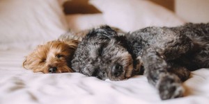 Beitragsbild des Blogbeitrags Die besten Hundekameras mit Sprachfunktion