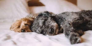 Beitragsbild des Blogbeitrags Die besten Hundekameras mit Sprachfunktion 