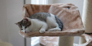Beitragsbild des Blogbeitrags Die besten deckenhohen Kratzbäume mit Hängematte