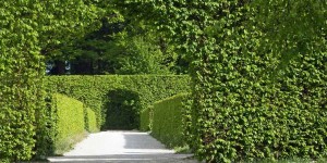 Beitragsbild des Blogbeitrags Die besten Akku Heckenscheren für dicke Äste 