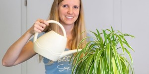 Beitragsbild des Blogbeitrags 12 pflegeleichte Zimmerpflanzen, die unzerstörbar sind
