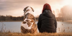 Beitragsbild des Blogbeitrags Hundebuggy für sehr große Hunde – die Top 3!