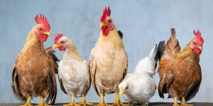 Beitragsbild des Blogbeitrags Mobiler Hühnerstall für 5 Hühner 