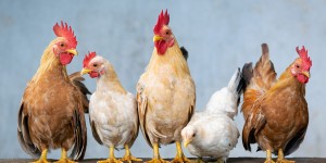 Beitragsbild des Blogbeitrags Mobiler Hühnerstall für 5 Hühner