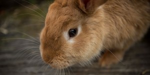 Beitragsbild des Blogbeitrags Die besten Hasenställe auf Stelzen!