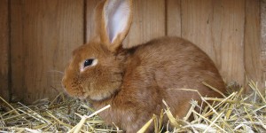 Beitragsbild des Blogbeitrags Hasenstall für 3 Hasen – Das sind die besten im Check!